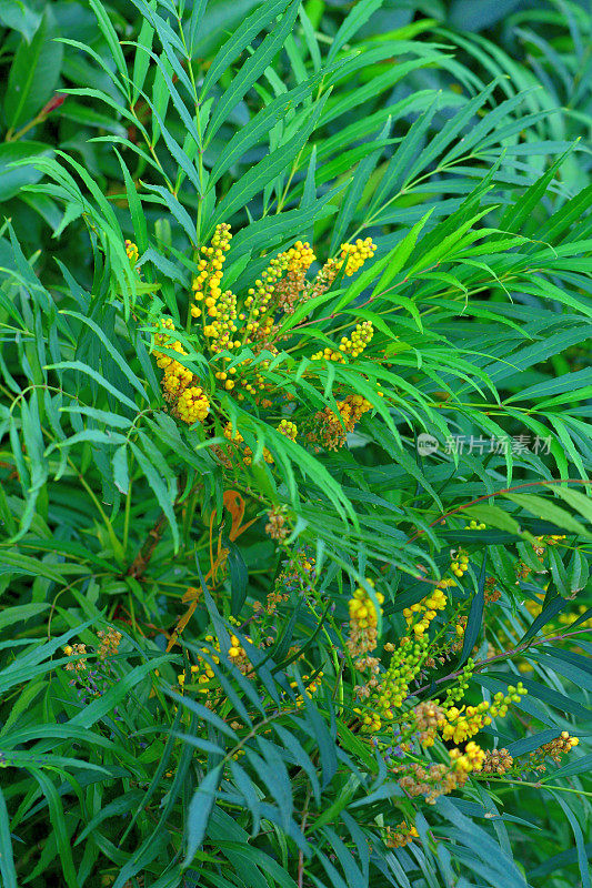 Mahonia confusa / Berberia confusa:花